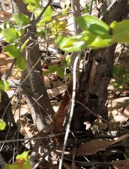 Petalostigma pubescens