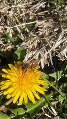 Apis mellifera