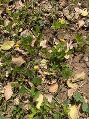 Arachis repens