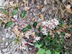 Ceanothus buxifolius