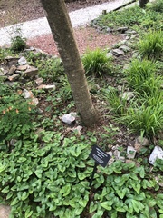Magnolia macrophylla ashei