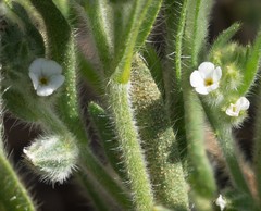 Plagiobothrys canescens