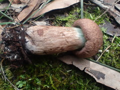 Tylopilus brunneus