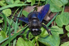 Xylocopa violacea