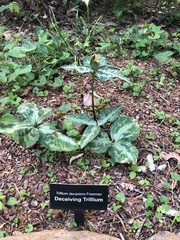 Trillium decipiens