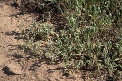 Plagiobothrys canescens