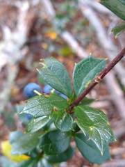 Berberis ilicifolia