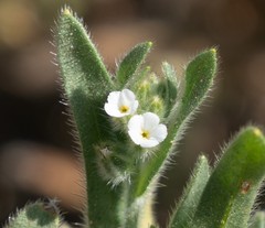 Plagiobothrys canescens