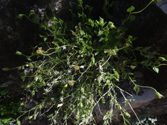 Brickellia atractyloides