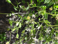 Brickellia atractyloides