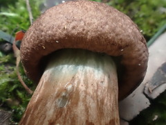 Tylopilus brunneus