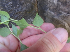 Brickellia atractyloides