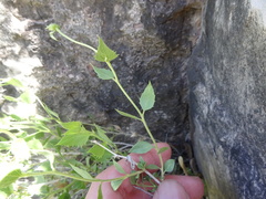 Brickellia atractyloides