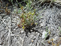 Plagiobothrys myosotoides