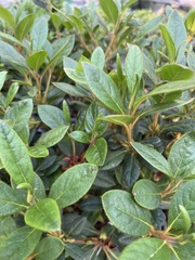 Rhododendron alabamense