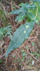 Elaeagnus thunbergii