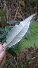 Elaeagnus thunbergii