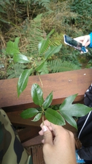 Dendropanax dentiger