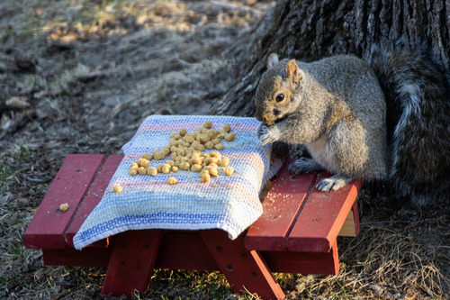 Eastern Gray Squirrel photographed in Minnesota