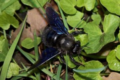 Xylocopa violacea