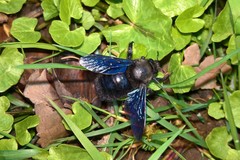 Xylocopa violacea