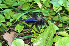 Xylocopa violacea