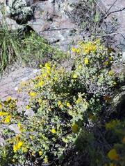 Calceolaria inamoena