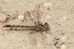 Arigomphus lentulus
