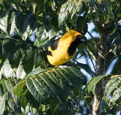 Icterus mesomelas