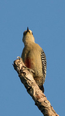 Melanerpes pygmaeus