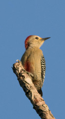 Melanerpes pygmaeus