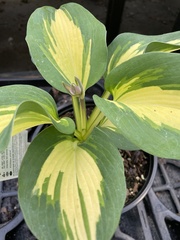Hosta sieboldiana