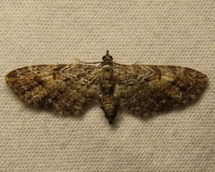 Eupithecia graefii