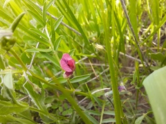 Vicia monantha