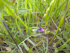 Vicia monantha