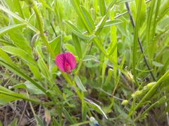 Vicia monantha
