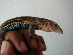 Aspidoscelis angusticeps angusticeps