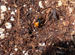 Neocapsus