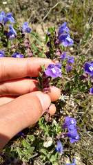 Scutellaria wrightii