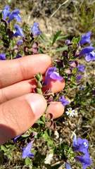 Scutellaria wrightii