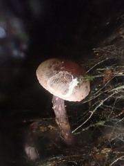 Thaxterogaster submagellanicus