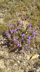 Scutellaria wrightii