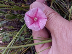 Convolvulus cantabrica image