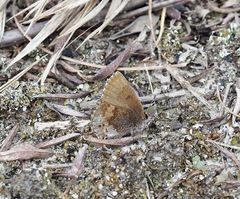 Callophrys irus