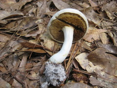 Xanthoconium stramineum