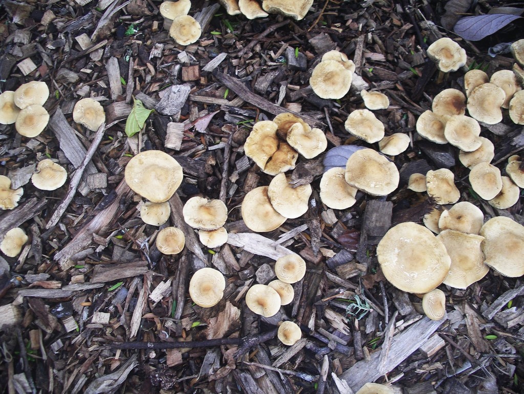 Mulch Fieldcap from Cornwall Park Green lane west Auckland, New Zealand