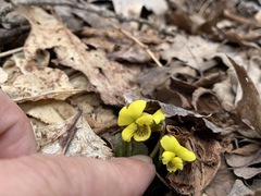 Viola rotundifolia
