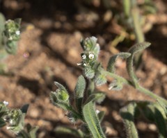 Plagiobothrys canescens