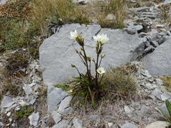 Gentianella bellidifolia