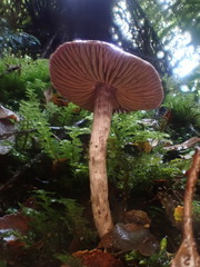 Thaxterogaster submagellanicus